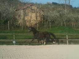 Chevaux